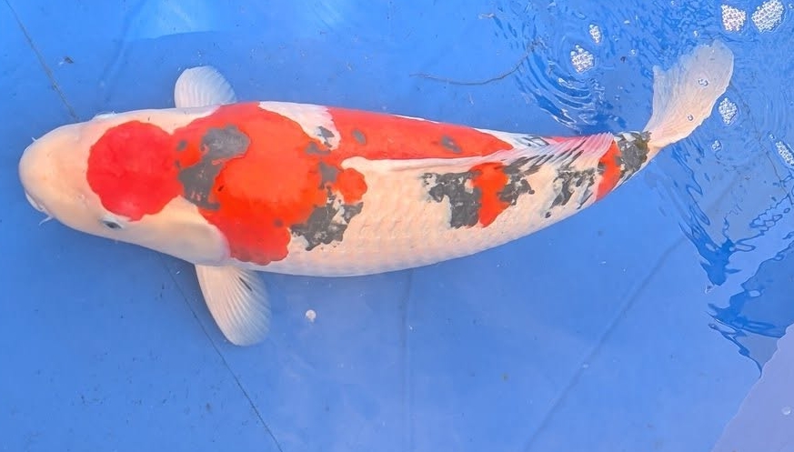 This image has an empty alt attribute; its file name is Koi.jpg