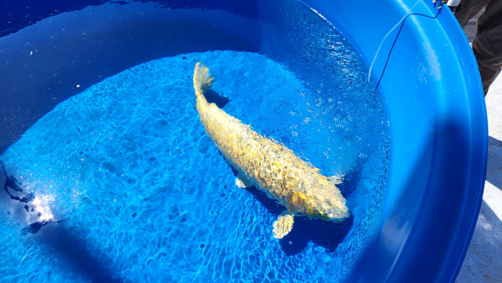 2027 Show Tank